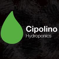 Cipolino